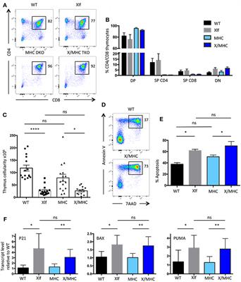 Cernunnos/Xlf Deficiency Results in Suboptimal V(D)J Recombination and Impaired Lymphoid Development in Mice